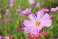 Pink flowers.