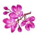 Vector branch with pink spring flowers. Botanical illustration of a flowering fruit tree. Royalty Free Stock Photo