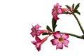 Pink flowers adenium or desert rose flower isolated on white background with clipping path Royalty Free Stock Photo