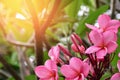 Pink flowers Adenium flower, Frangipani, Plumeria with natural background in the garden at Thailand. Royalty Free Stock Photo