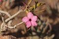 Pink flowers on Adenium obesum swazicum