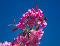 pink flowers against blue sky Royalty Free Stock Photo