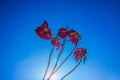 Pink flowers against blue sky Royalty Free Stock Photo