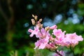 Pink flowers against dark background