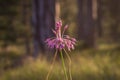 Pink flowers of Allium carinatum