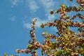 Pink flowers of almond tree against the blue sky Royalty Free Stock Photo