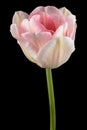 Pink flowers of Angelique tulip, isolated on black background