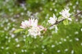 Pink Flowers of apple blossoms, sakura flowers, cherry, sunny day. Natural spring background Royalty Free Stock Photo