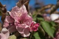 Pink flowers of apple