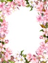 Pink flowers - apple, cherry blossom. Floral border for shabby background. Watercolor
