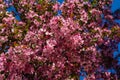 Pink flowers of Apple Malus pumila `Niedzwetzkyana`. Dark pink blossoms of Niedzwetzky`s apple in public landscape city park