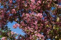 Pink flowers of Apple Malus pumila `Niedzwetzkyana`. Dark pink blossoms of Niedzwetzky`s apple in public landscape city park