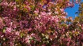 Pink flowers of Apple Malus pumila `Niedzwetzkyana`. Dark pink blossoms of Niedzwetzky`s apple in public landscape city park