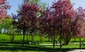 Pink flowers of Apple Malus pumila `Niedzwetzkyana`. Dark pink blossoms of Niedzwetzky`s apple in public landscape city park