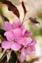 Pink flowers of apple Royalty Free Stock Photo