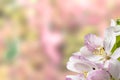 Pink flowers of an apple tree on a blurred floral background, copy space