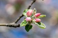 Pink flowers on apple tree branch close up. spring and freshness concept