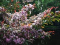 Pink flowers of apple tree and foliage. Royalty Free Stock Photo