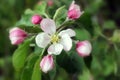 Pink flowers of Apple tree in the garden on a background of green leaves on a Sunny day