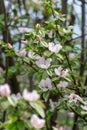 Pink flowers of apple tree, spring blossom on fruit orchard Royalty Free Stock Photo