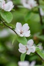 Pink flowers of apple tree, spring blossom on fruit orchard Royalty Free Stock Photo