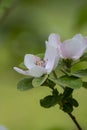 Pink flowers of apple tree, spring blossom on fruit orchard Royalty Free Stock Photo