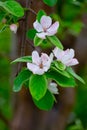 Pink flowers of apple tree, spring blossom on fruit orchard Royalty Free Stock Photo