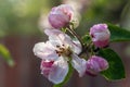 Pink flowers of the apple tree in water drop after rain. Royalty Free Stock Photo