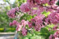 Pink flowers of apple tree with young green leaves Royalty Free Stock Photo