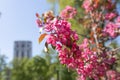 Pink flowers of the apples tree. Branches of the pink flowering tree Malus prunifolia or Crab apples Royalty Free Stock Photo