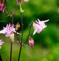 Pink flowers - Aquilegia