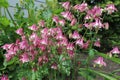 Pink flowers. Aquilegia, columbine flowers with pink,