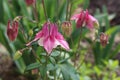 Pink flowers. Aquilegia, columbine flowers.