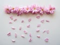 Pink flowers arranged in a line with petals simulating rain on a white table. Top view.