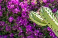 Pink flowers with cactus