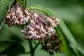 Pink flowers of Asclepias syriaca, commonly called common milk weed, butterfly flower, silk weed, silky swallow-wort Royalty Free Stock Photo