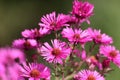 pink flowers of the aster close up. Aster Dumosus Royalty Free Stock Photo