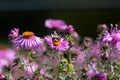 pink flowers of the aster close up. Aster Dumosus