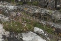 Pink flowers attached and growing on rocks on the beach Royalty Free Stock Photo