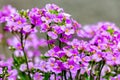The pink flowers aubrieta on on blurred background_