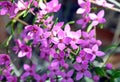 Pink flowers of Australian native Boronia Royalty Free Stock Photo