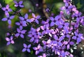 Pink flowers of Australian native Boronia ledifolia, family Rutaceae, growing in Sydney woodland Royalty Free Stock Photo