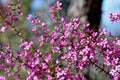 Pink flowers of the Australian native Boronia ledifolia, family Rutaceae in Sydney woodland, NSW Royalty Free Stock Photo