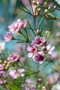 Pink flowers of an Australian native Geraldton Wax cultivar, CWA Pink