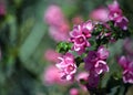 Australian Native Rose, Boronia serrulata pink flowers Royalty Free Stock Photo
