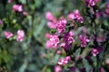 Pink flowers of the Australian Native Rose, Boronia serrulata Royalty Free Stock Photo