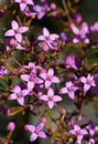 Pink flowers of the Australian native Sydney Boronia ledifolia, family Rutaceae Royalty Free Stock Photo