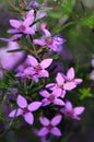 Pink flowers of Australian native Sydney Boronia ledifolia, family Rutaceae Royalty Free Stock Photo