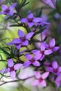 Pink flowers of Australian native Sydney Boronia ledifolia, family Rutaceae Royalty Free Stock Photo