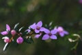 Pink flowers of Australian native Sydney Boronia ledifolia, family Rutaceae Royalty Free Stock Photo